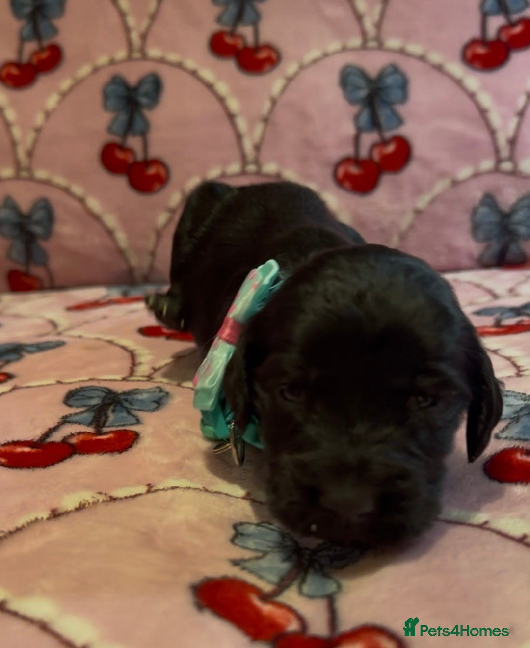 Cocker Spaniel dogs for sale: Gorgeous cocker spaniel READY TO LEAVE TODAY - Advert 15