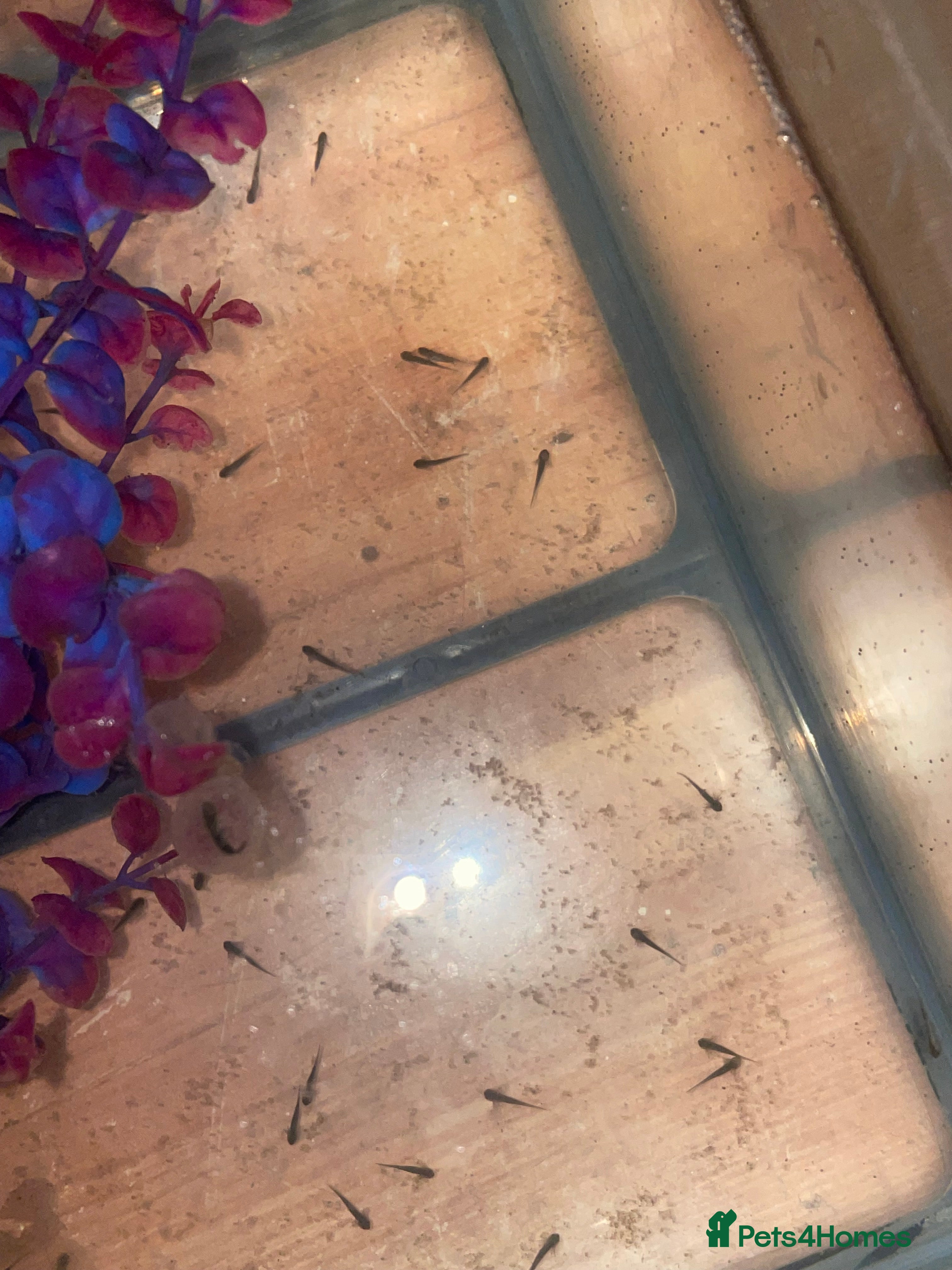 Axolotl reptiles Axolotl babies - Advert 1