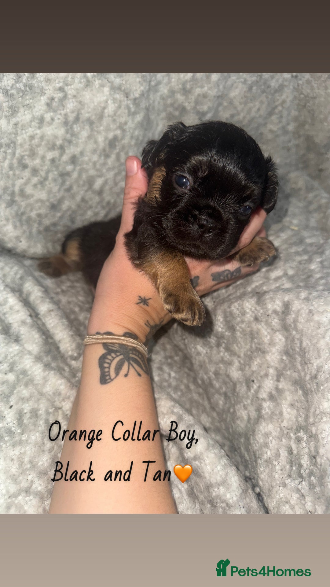 French Bulldog dogs for sale: Visual Fluffy French Bulldog - Image 5