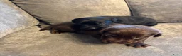 Labrador Retriever dogs for sale: Stunning Chunky chocolate and black Labrador pups - Advert 8
