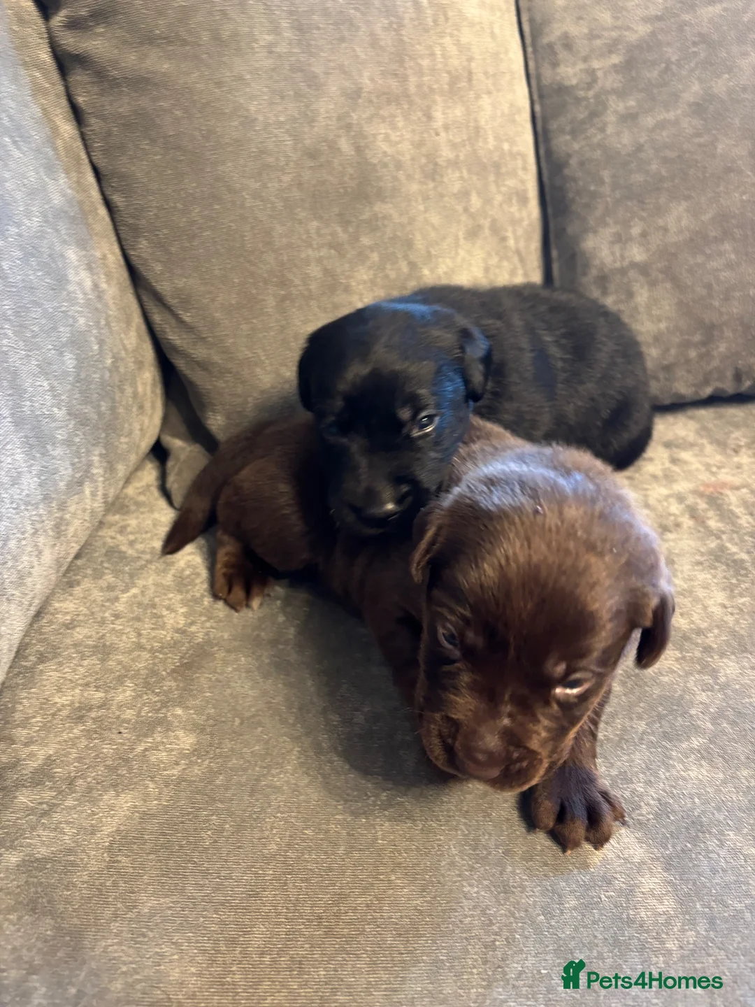 Labrador Retriever dogs for sale: Stunning Chunky chocolate and black Labrador pups - Advert 8