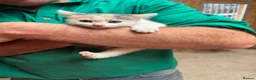 Mixed Breed cats for sale: 4 kittens in Gillingham - Advert 6