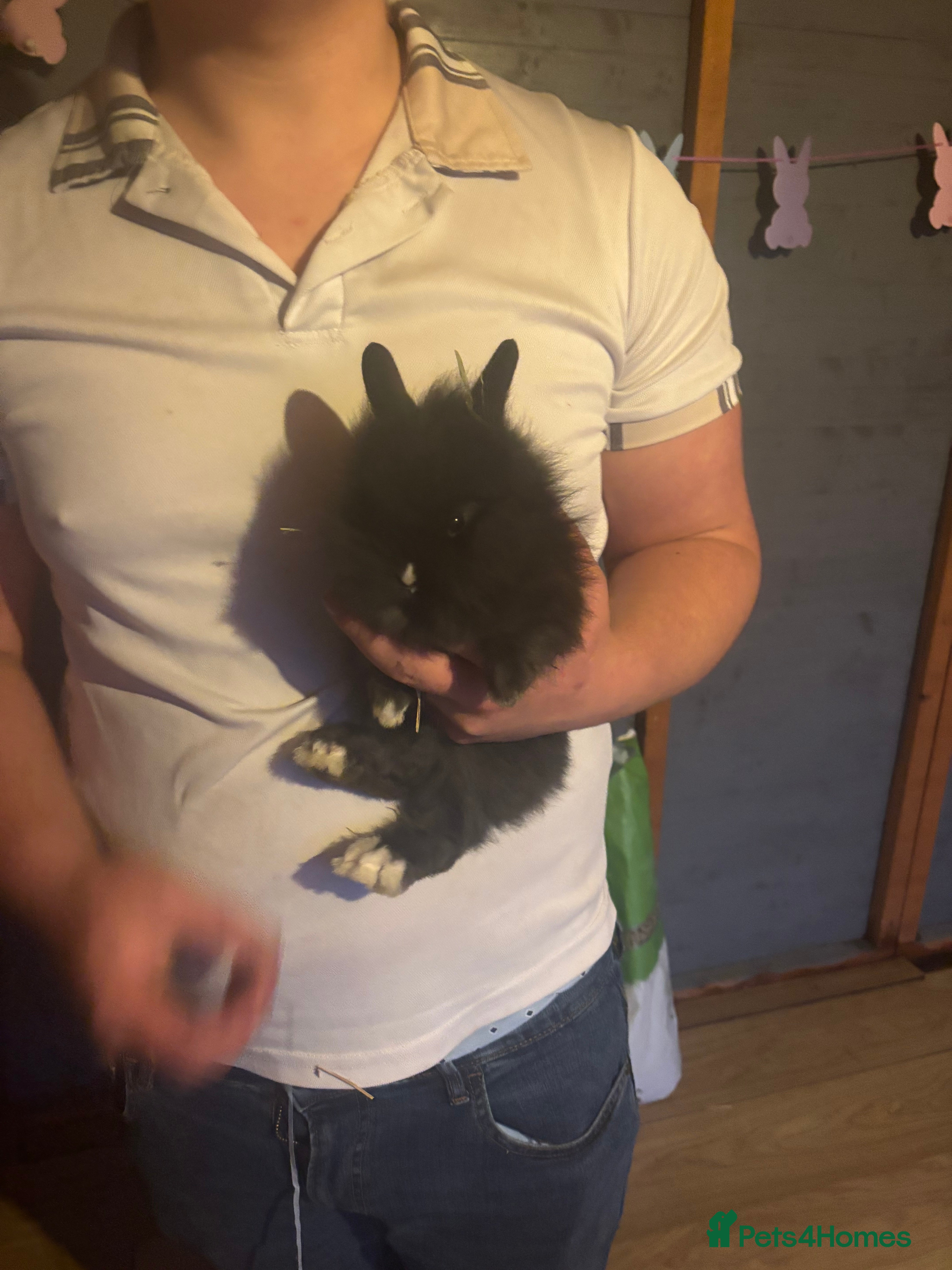 Lionhead rabbits 3 lion head Bunnie  - Advert 5