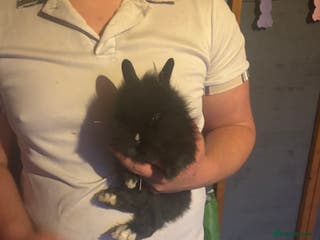 Lionhead rabbits 3 lion head Bunnie - Advert 6