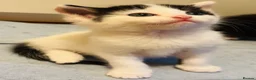 Mixed Breed cats for sale: Kittens 2girls 2boys left ginger/white ready today - Advert 14