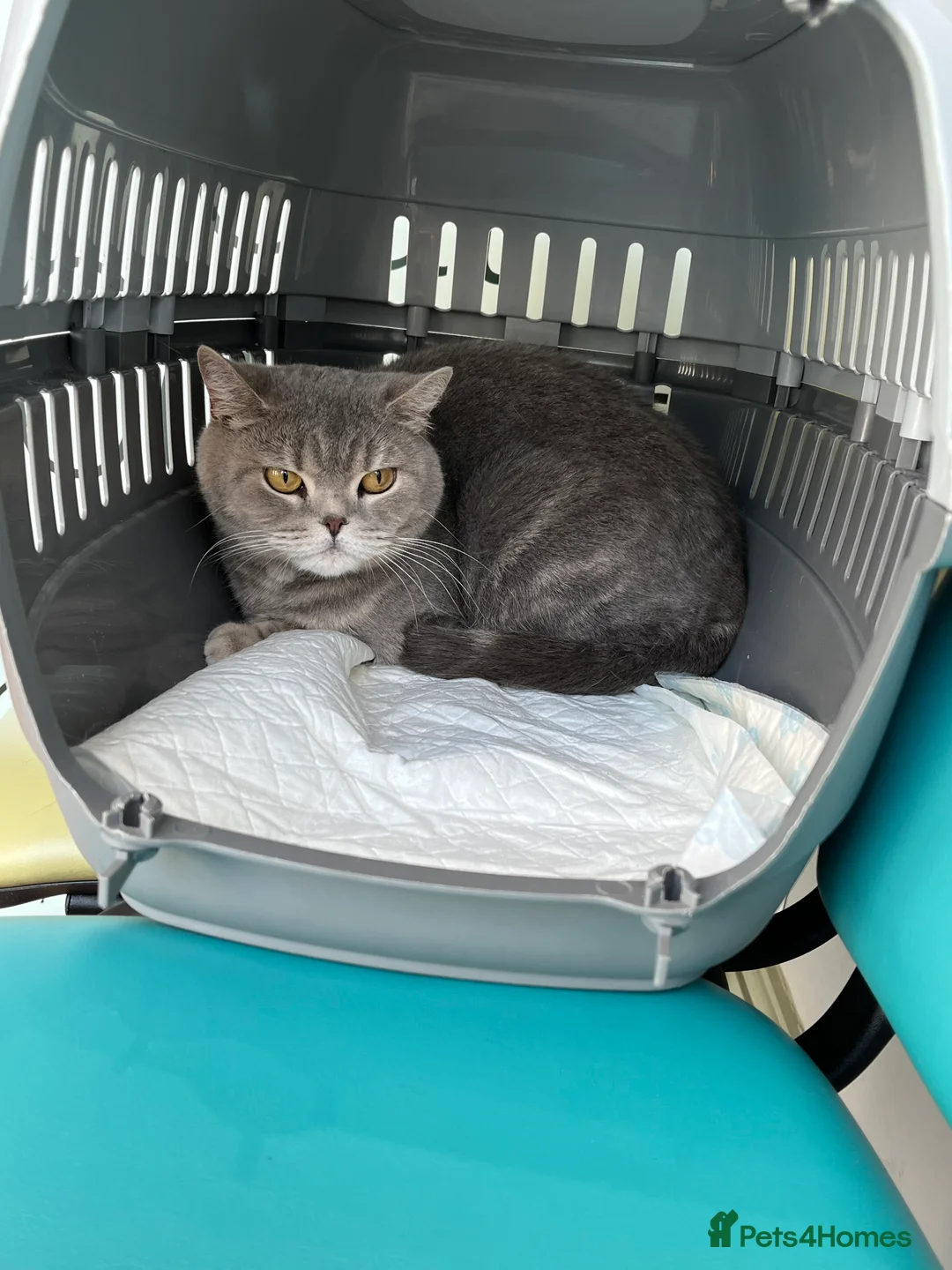 British Shorthair cats for sale: British Shorthair  - Advert 3