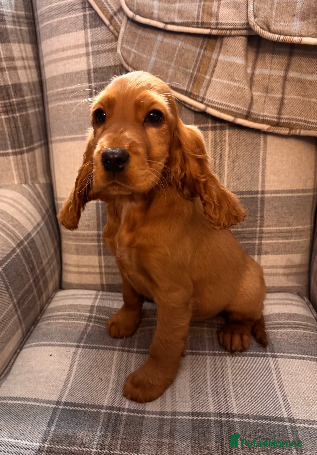 Cocker Spaniel dogs for sale: SHOW TYPE COCKER SPANIEL PUPPIES  - Advert 4