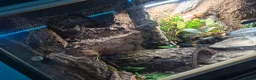 Leopard Gecko reptiles for sale: 2 Female Leopard Geckos & Full Set Up in Braintree - Advert 7