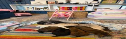 Shihpoo dogs for sale: Joanna Flynn  - Advert 11