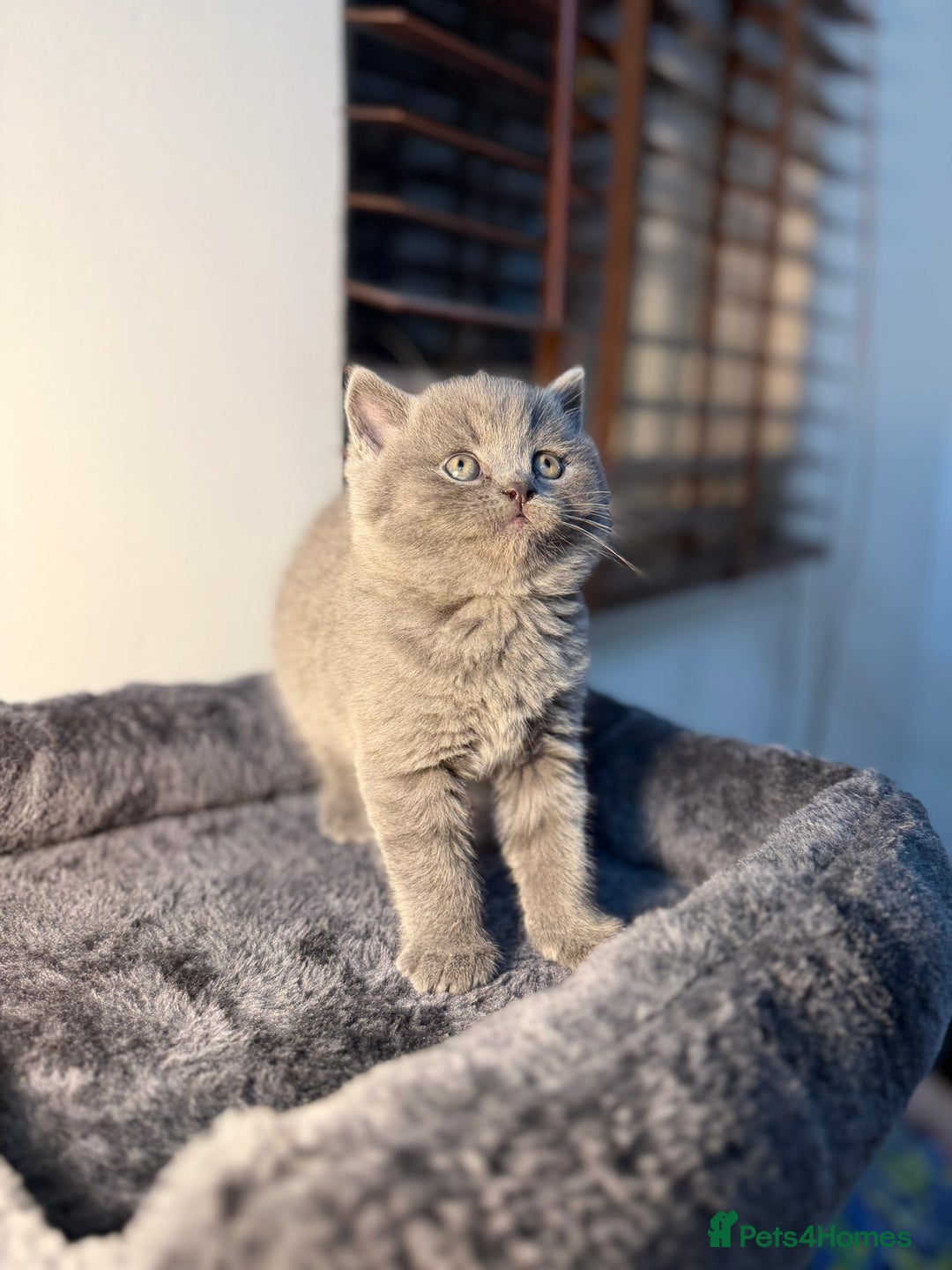 British Shorthair cats for sale: 🐾 British Shorthair × Scottish Straight Kittens - Advert 14