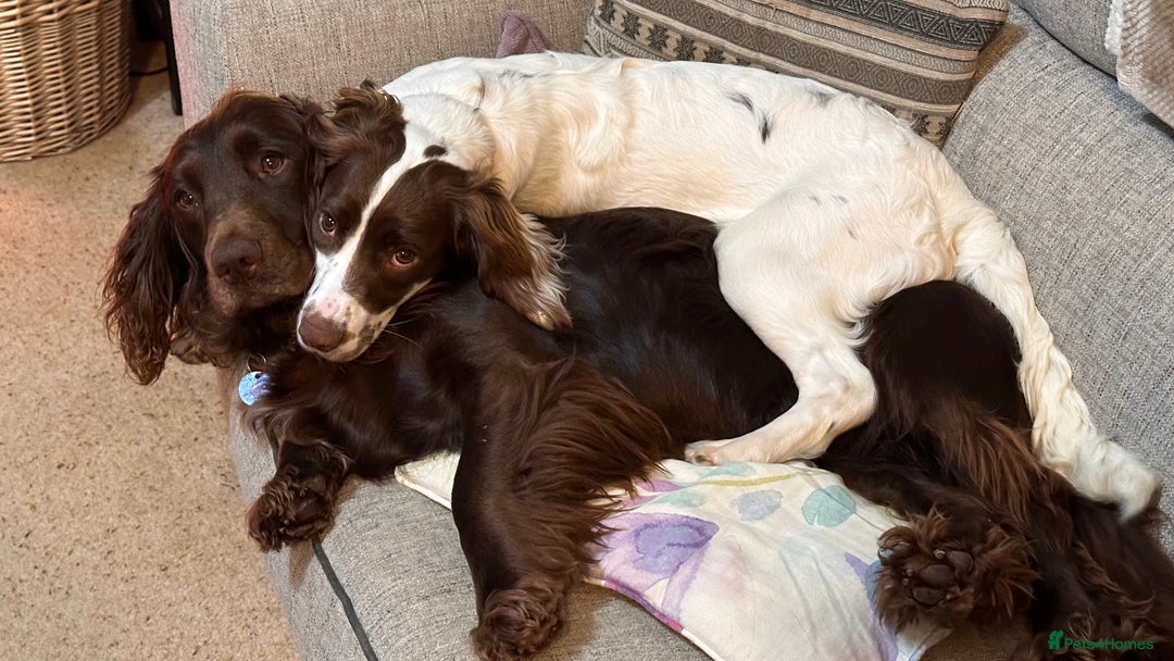Sprocker dogs for sale: Sprocker Puppies - Advert 2