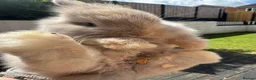 Lionhead rabbits for sale: Gorgeous baby mini lops and lionheads  for sale  - Advert 2