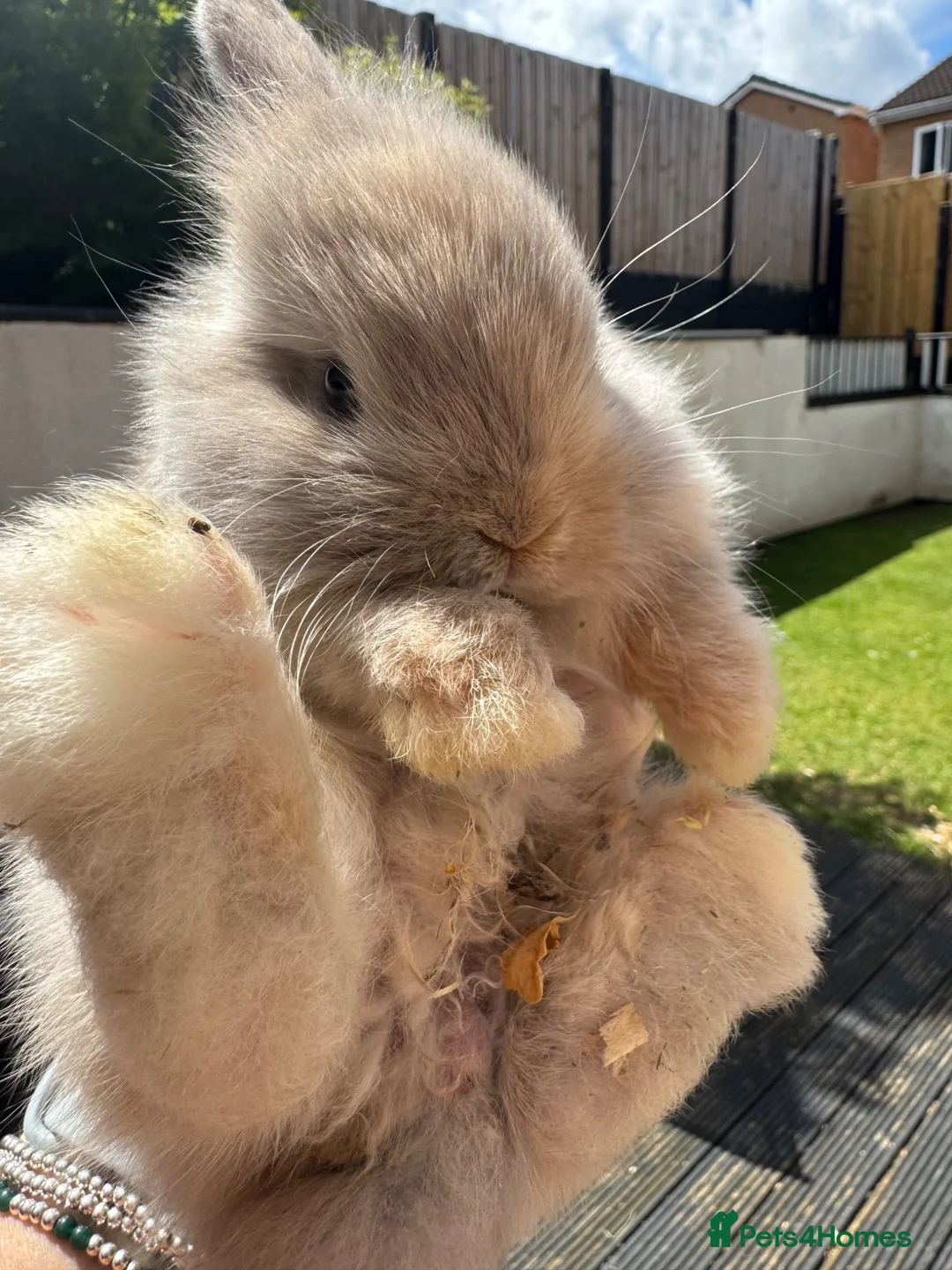 Lionhead rabbits for sale: Gorgeous baby mini lops and lionheads  for sale  - Advert 2