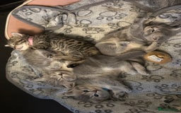 British Shorthair cats for sale: British Shorthair kittens  - Image 12