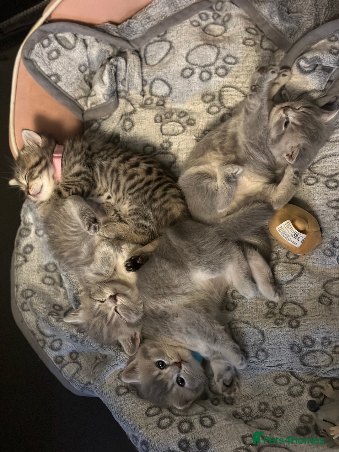 British Shorthair cats for sale: British Shorthair kittens  - Image 12