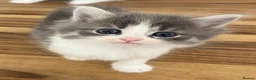 Persian cats for sale: Beautiful Persian Kittens Ready for Forever Homes - Advert 24