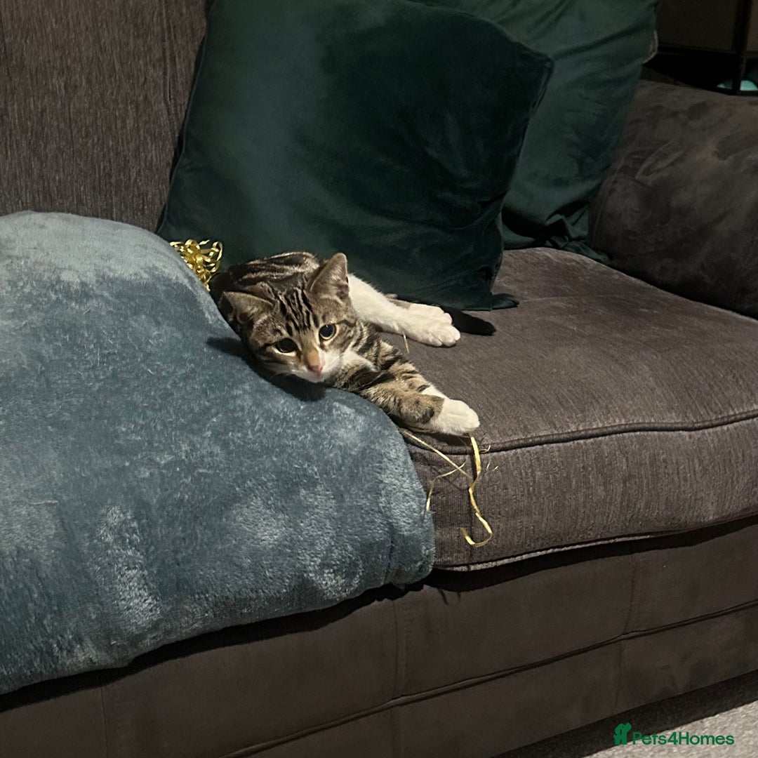 Mixed Breed cats for sale: Calico cat for SALE! - Image 4