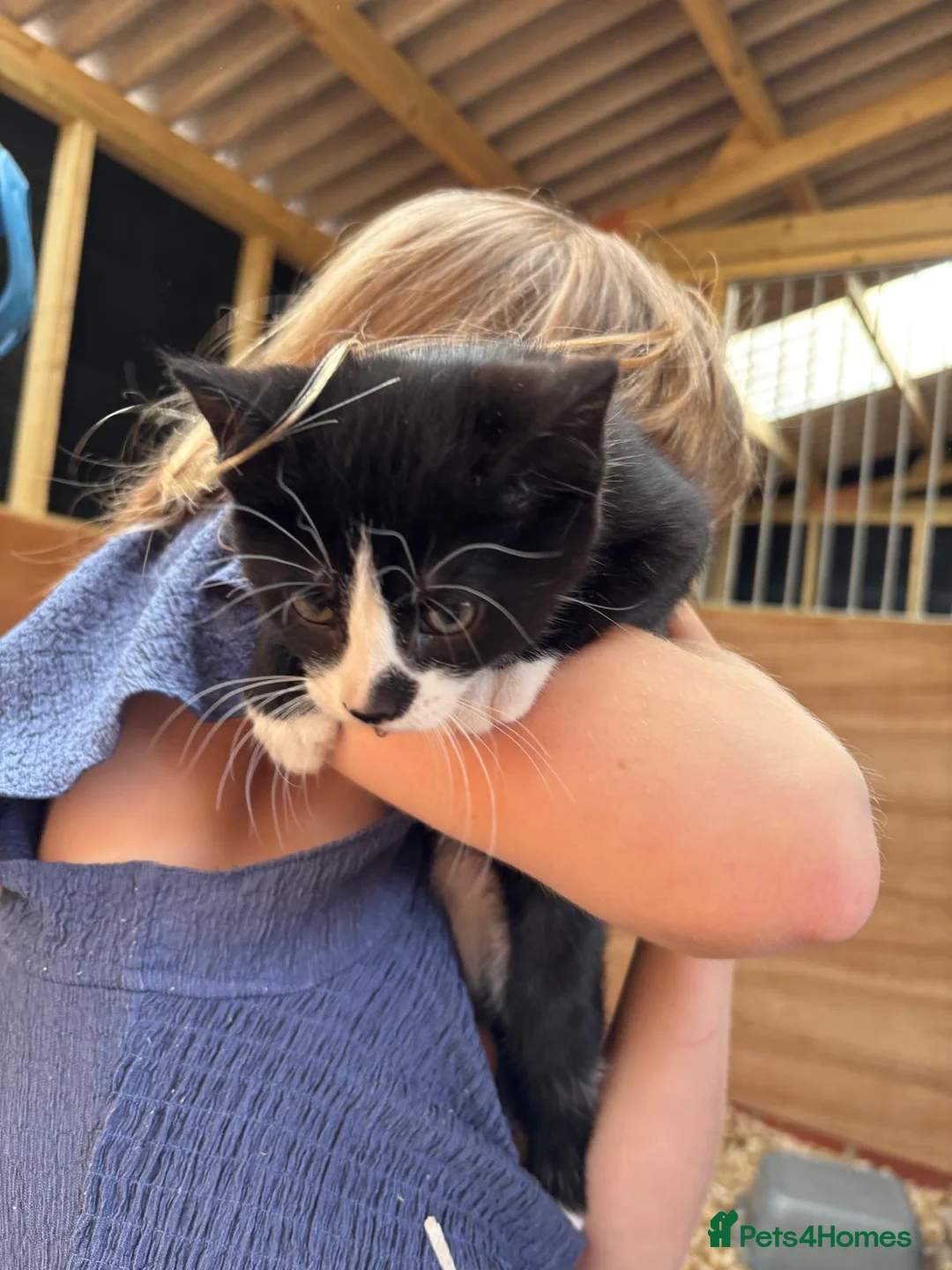 Mixed Breed cats for sale: 4 cute little kittens for sale in Bury Saint Edmunds - Advert 2