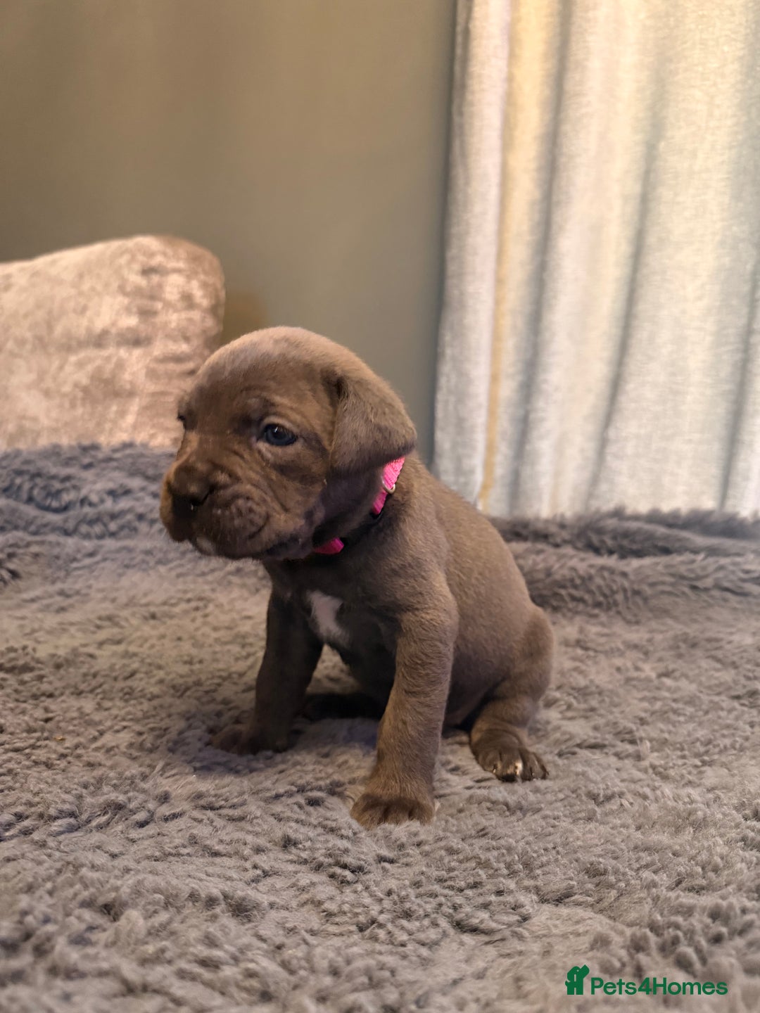 Cane Corso dogs for sale: Exceptional, Champion Bloodline Cane Corso Puppies - Advert 33