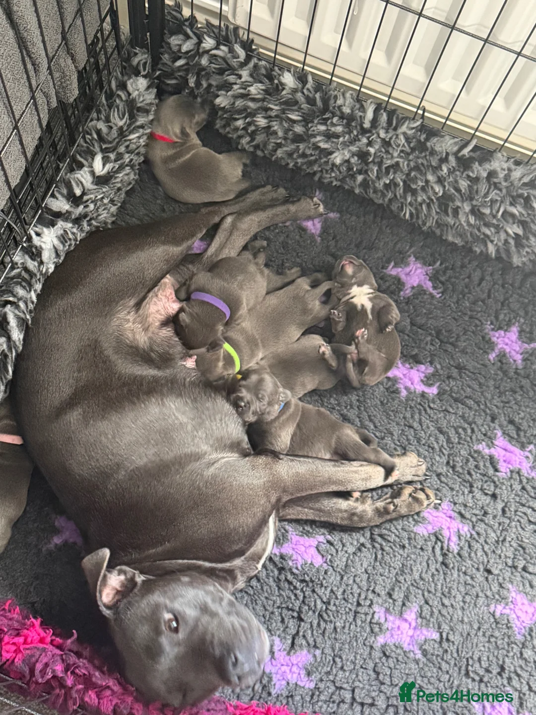 Staffordshire Bull Terrier dogs for sale: Blue Staffordshire bull terrier puppies. in Stroud - Advert 1