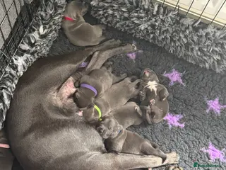 Staffordshire Bull Terrier dogs Blue Staffordshire bull terrier puppies. - Advert 4