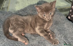 British Shorthair cats for sale: Adorable Sweet Soft British Shorthair Tabby Mix  - Image 8