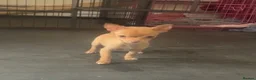 Chihuahua dogs for sale: Last chihuahua puppy REDUCED  - Advert 9
