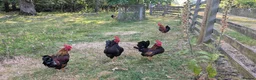 Chickens poultry for sale: Bantam Cockerels Free to Good Homes - Advert 1
