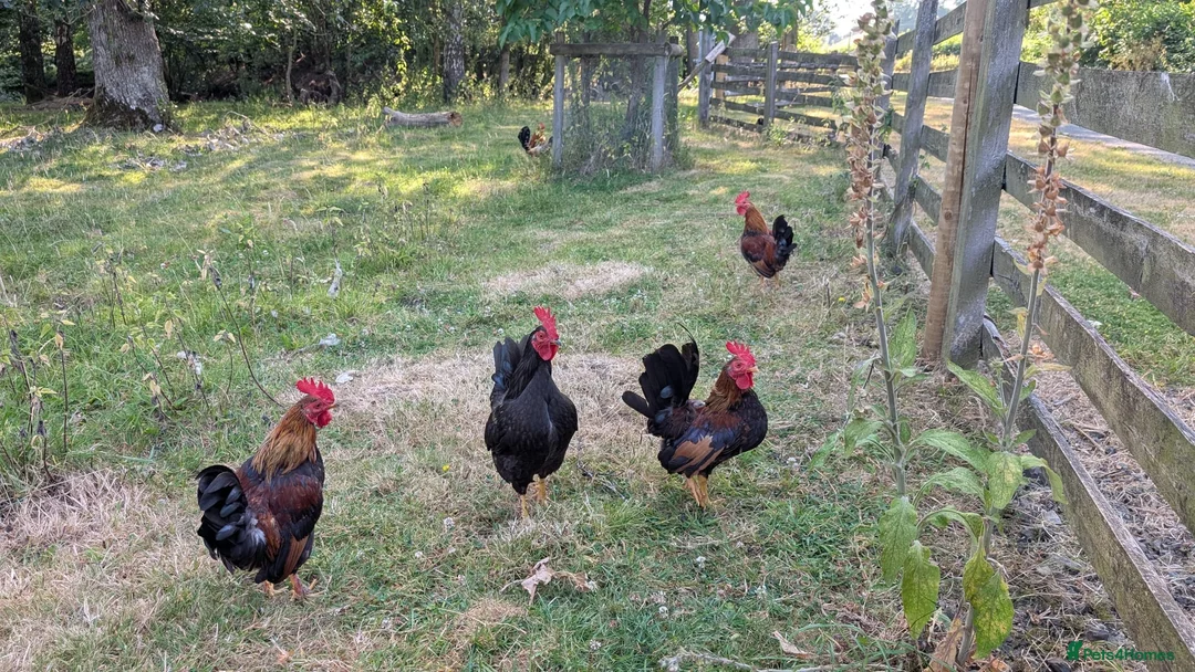Chickens poultry for sale: Bantam Cockerels Free to Good Homes - Advert 1