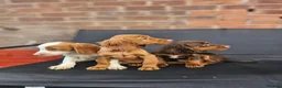 Cocker Spaniel dogs for sale: 6 beautiful working cocker spaniel puppys - Advert 6