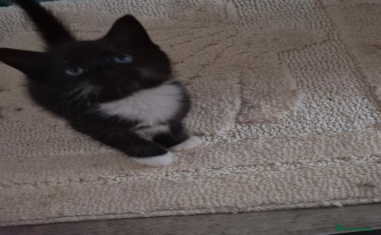 Mixed Breed cats - Advert 15