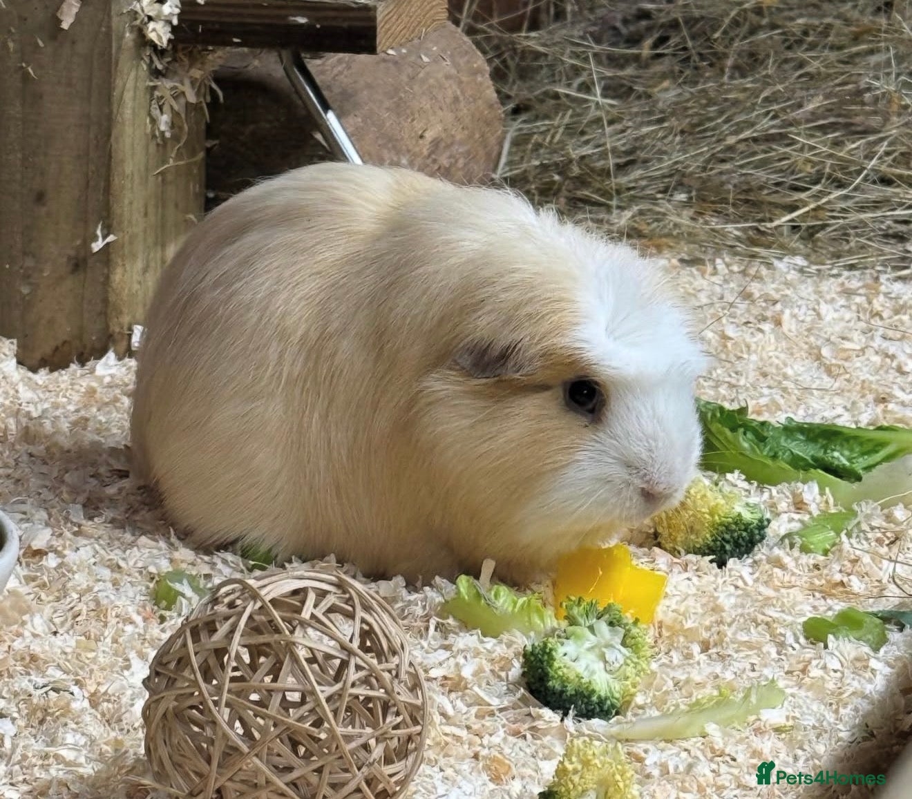 Guinea Pig rodents 4 Year Old Male Guinea Pig For Adoption  - Advert 3