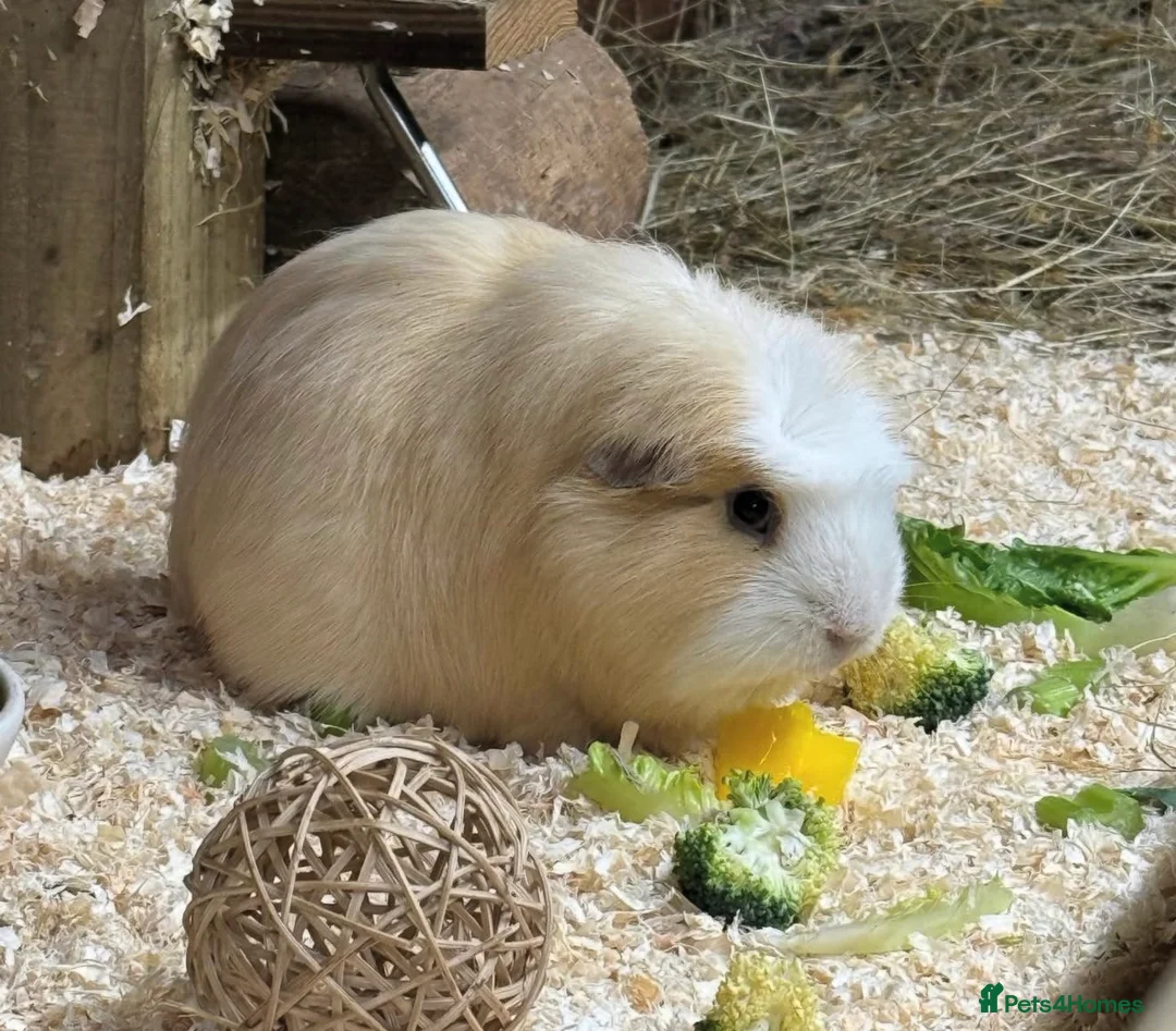 Guinea Pig rodents for sale: 4 Year Old Male Guinea Pig For Sale  - Advert 1
