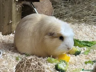 Guinea Pig rodents 4 Year Old Male Guinea Pig For Adoption - Advert 3