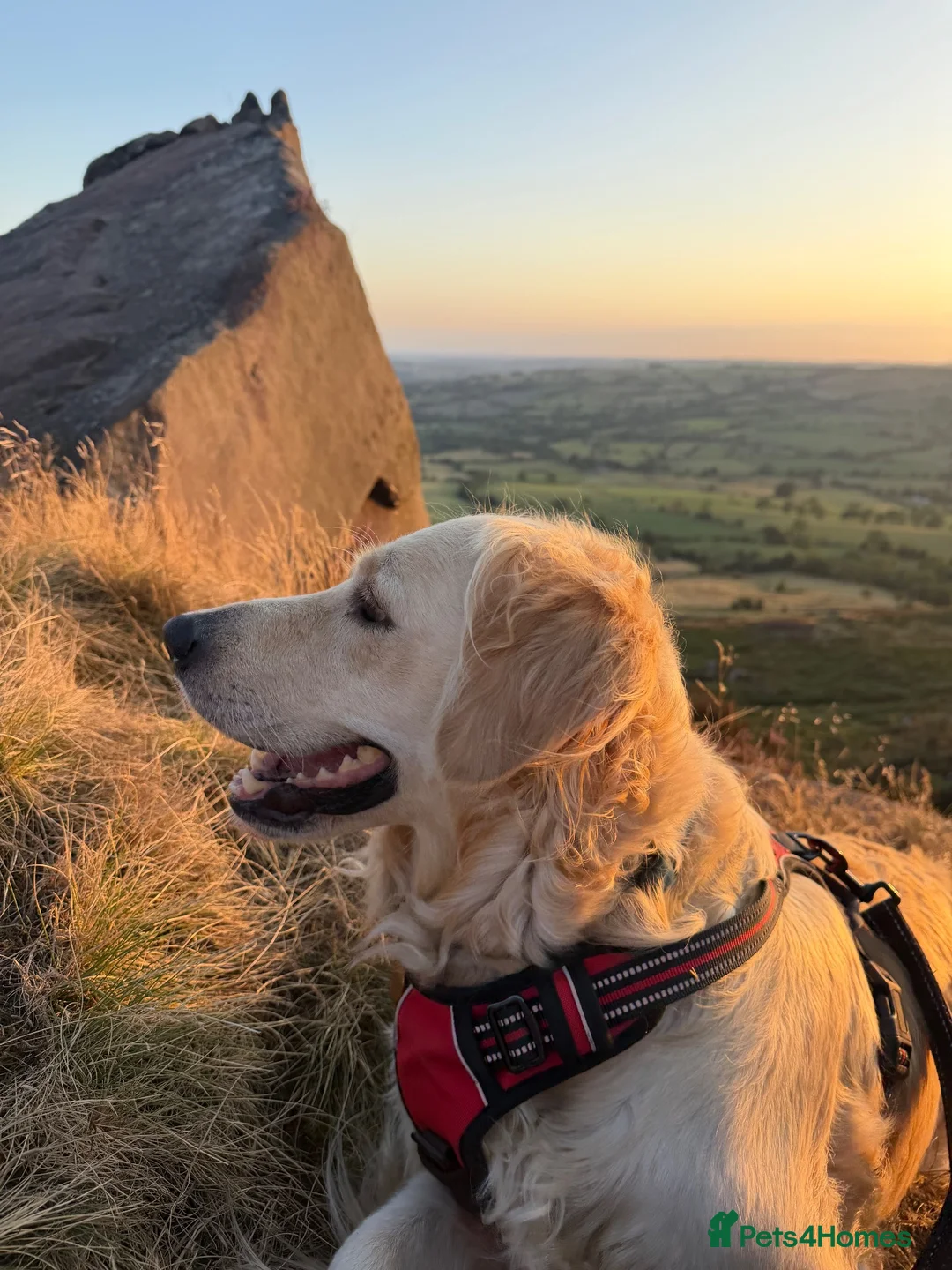 Golden Retriever dogs for sale: Beautiful Golden Retriever Puppies - Advert 2