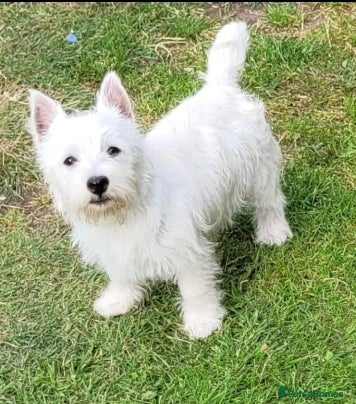 West Highland Terrier dogs  KC Reg. lovely West Highland White Terrier girl  - Advert 10