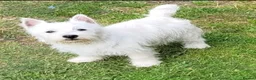 West Highland Terrier dogs for sale:  KC Reg. lovely West Highland White Terrier girl  - Advert 1