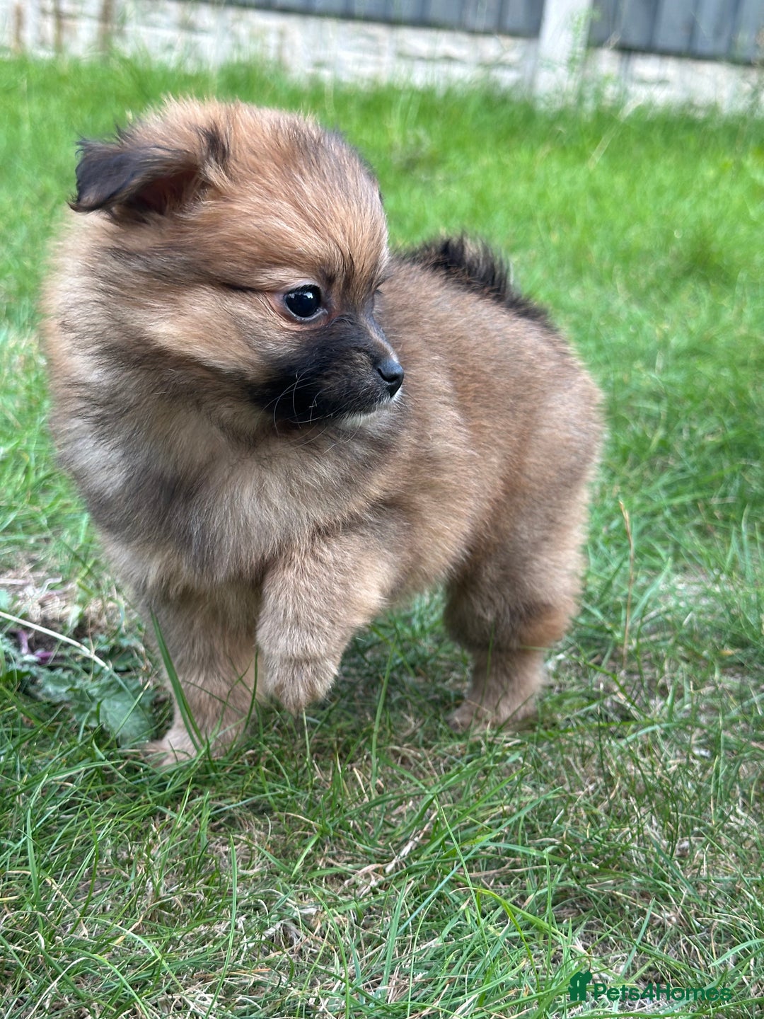 Pomeranian dogs for sale: 5 BEAUTIFUL TEDDY TYPE FOXY POMERANIANS - Image 6
