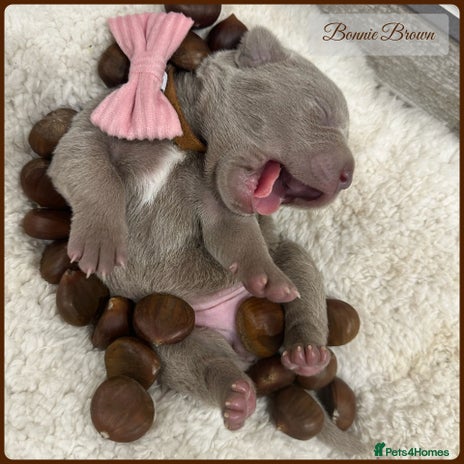 Mastiff dogs - Advert 2