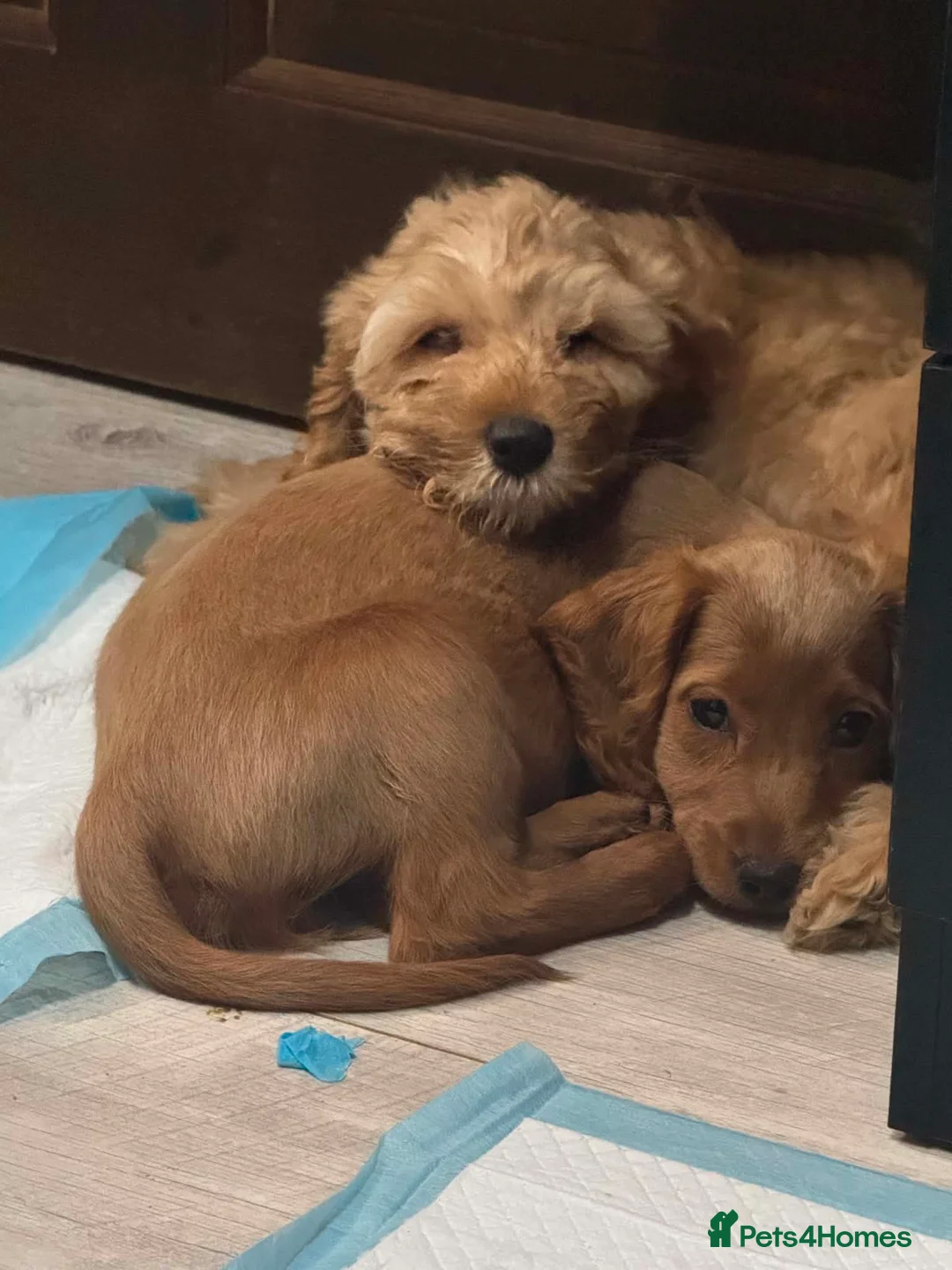 Cockapoo dogs for sale: Cockapoo puppies - Advert 6