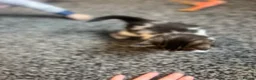 Domestic Shorthair cats for sale: Domestic Shorthair kittens  in Pontefract - Advert 3