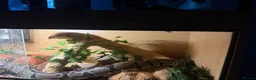 Python Snake reptiles for sale: Royal Python  - Advert 4