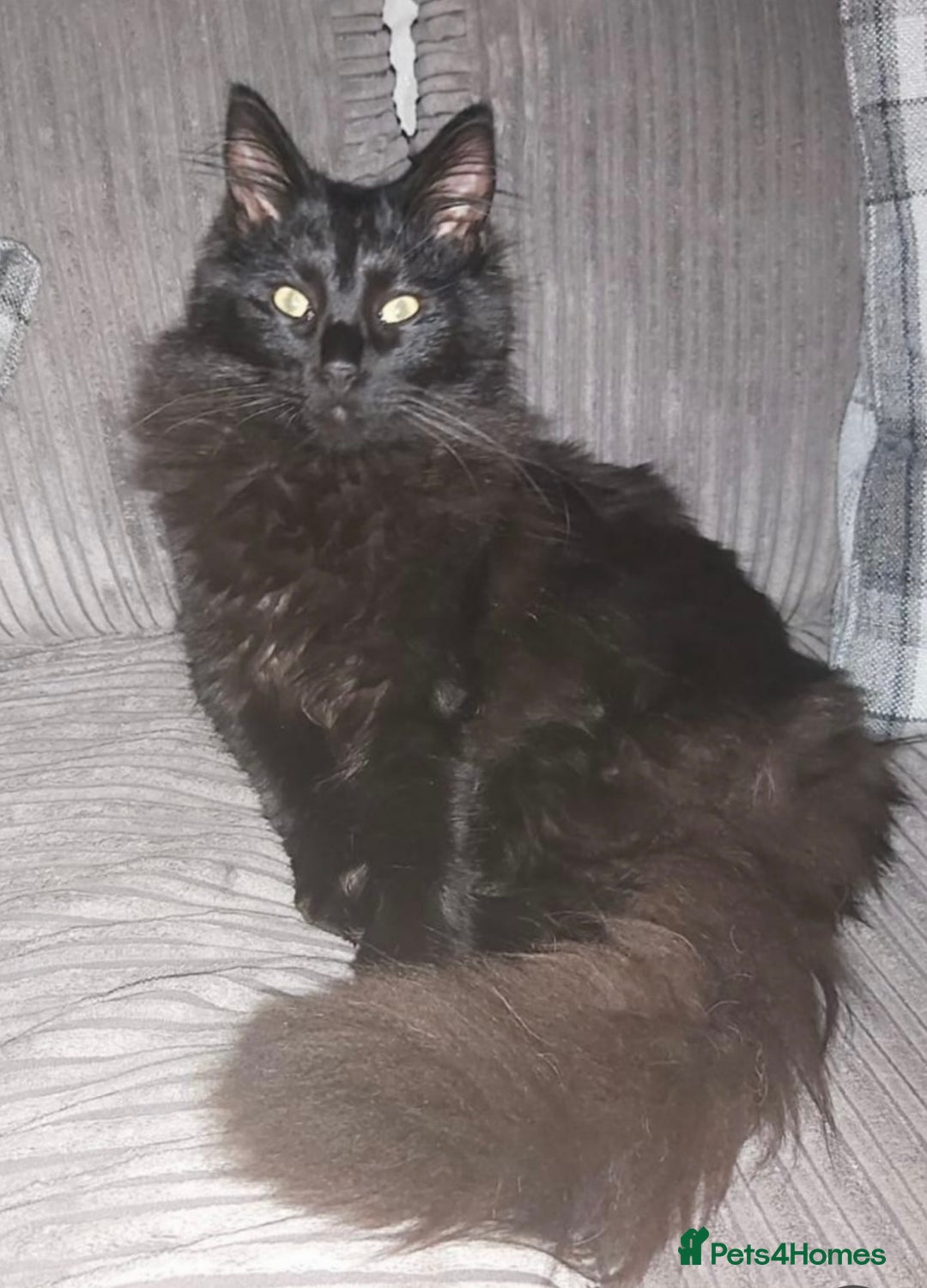 Maine Coon cats for sale: Maine Coon female kitten - Advert 7