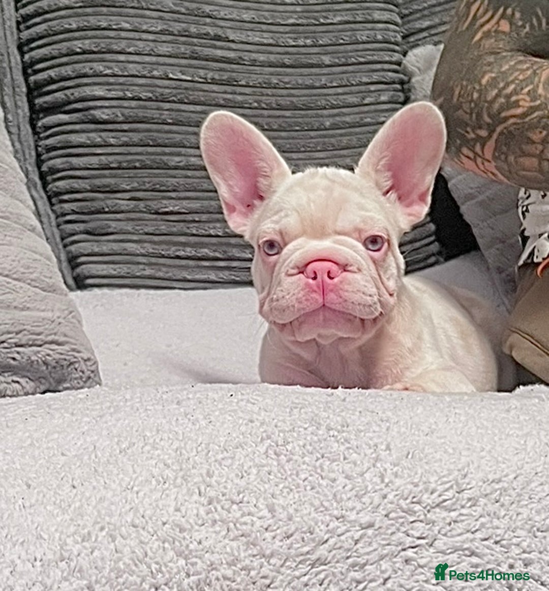 French Bulldog dogs for sale: KC reg 4 panel health test + DNA Male Frenchie Pup - Advert 13