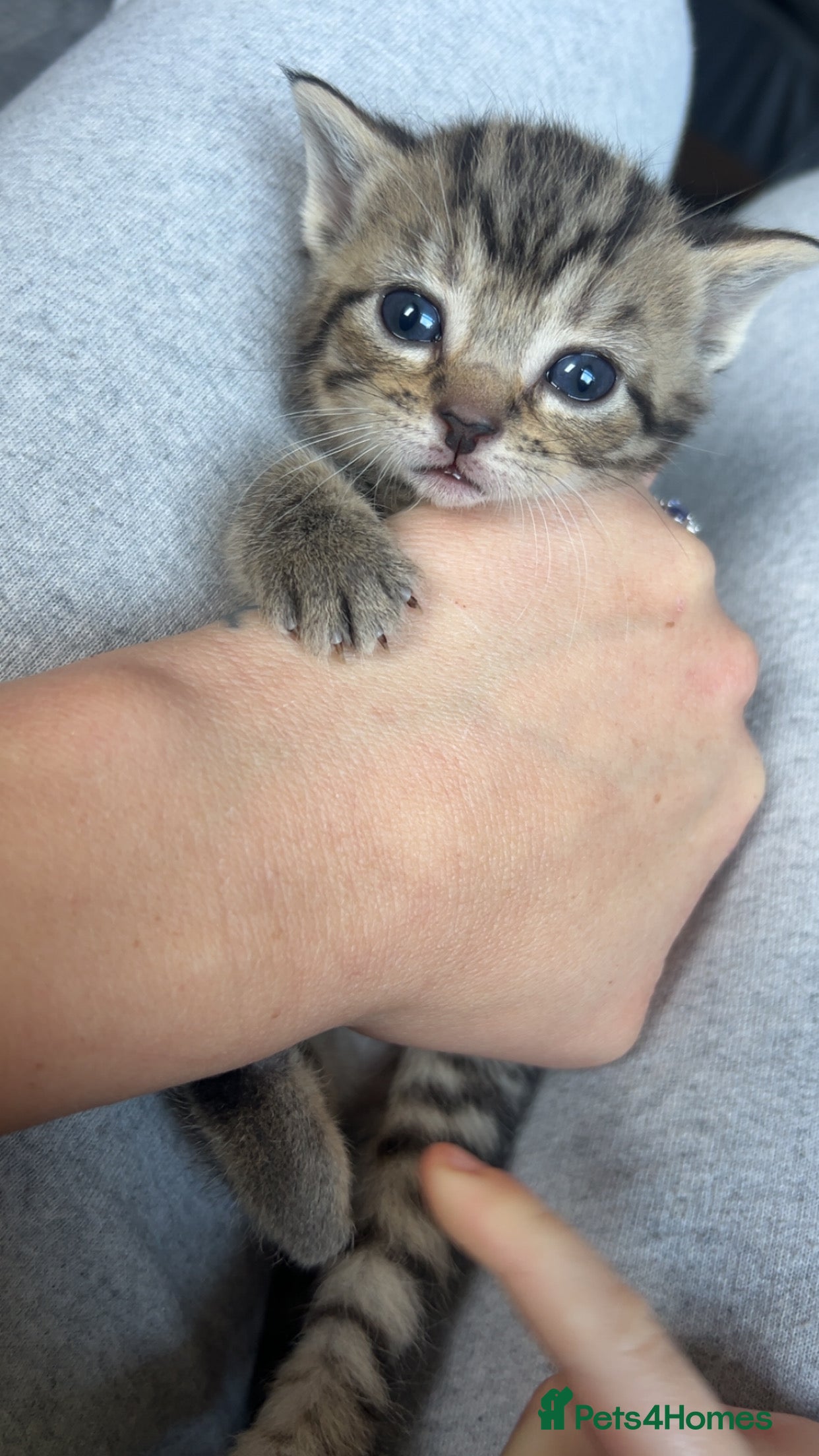 Mixed Breed cats Kittens  - Advert 22