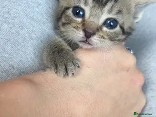 Mixed Breed cats Kittens - Advert 22