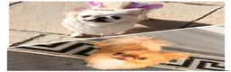 Chihuahua dogs for sale: Three stunning long coat puppies  - Advert 13