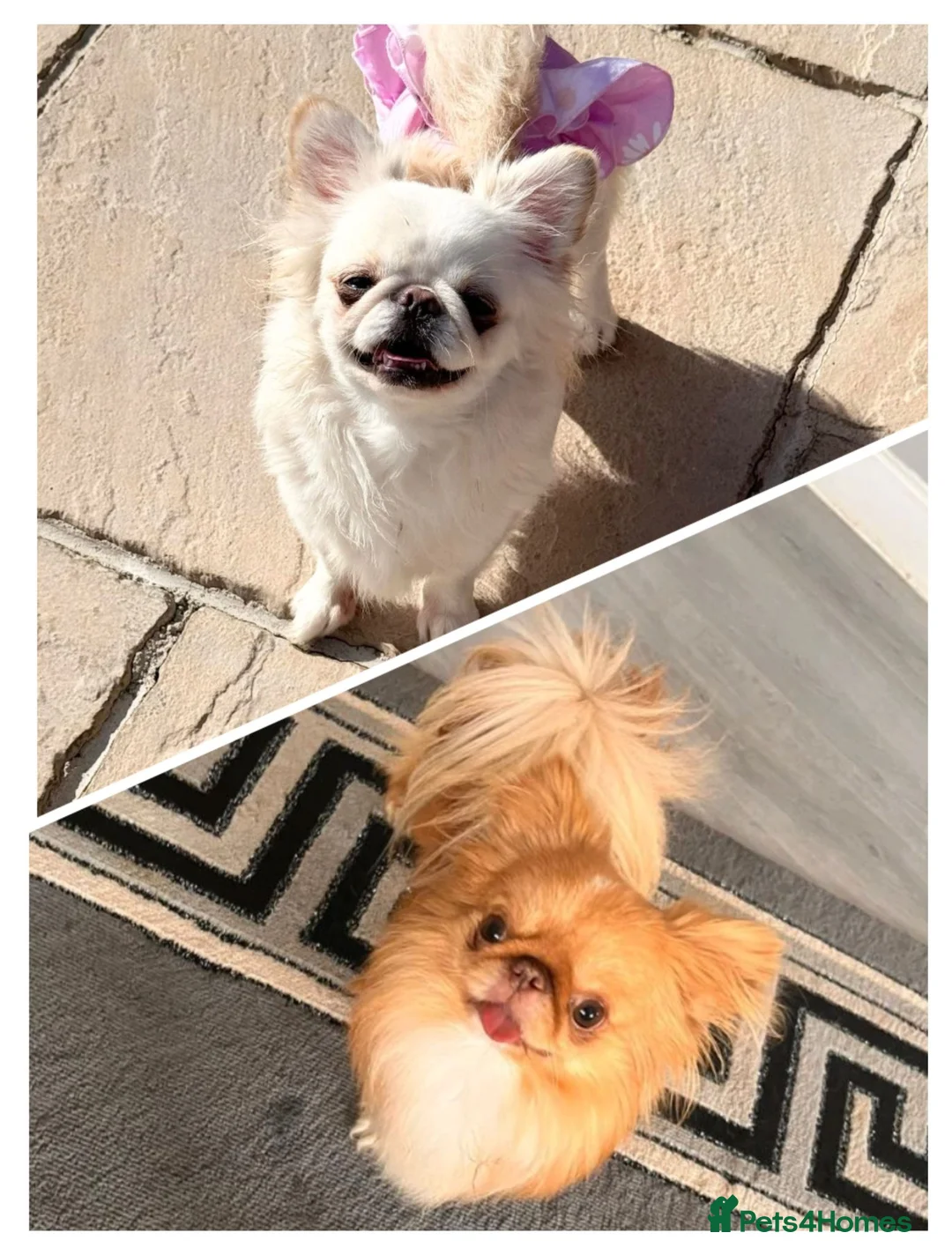 Chihuahua dogs for sale: Three stunning long coat puppies  - Advert 13
