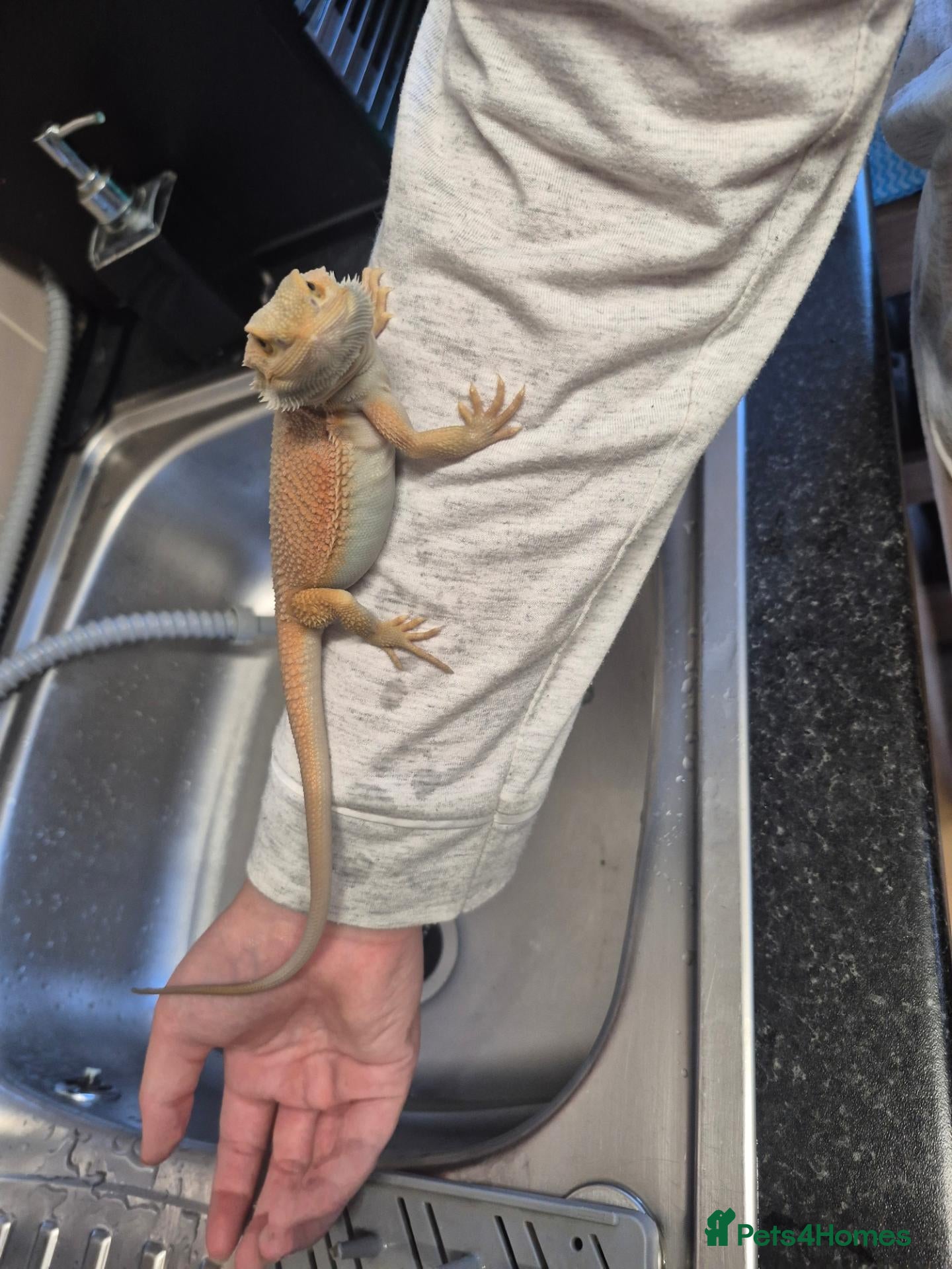 Bearded Dragon reptiles Baby bearded dragons  - Advert 1