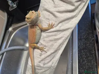 Bearded Dragon reptiles Baby bearded dragons - Advert 2